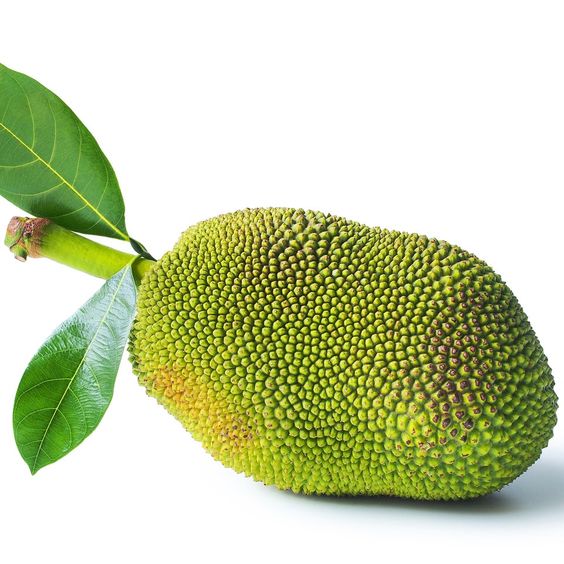 Baby jackfruit 1-1.1kg